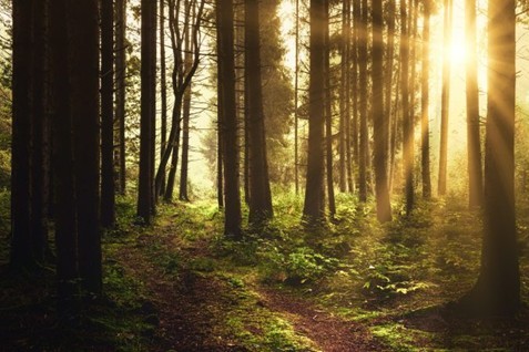 season of creation trees with light spiritual practice